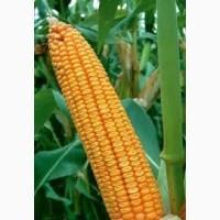 Семена кукурузы Моника 350 МВ