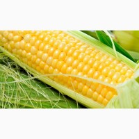 Продам семена кукурузы Украинской селекции ФАО 180 - 310