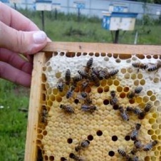 Продам плодных меченых пчеломаток Карпатской породы