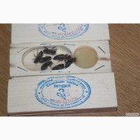 Продам плодных меченых пчеломаток Карпатской породы