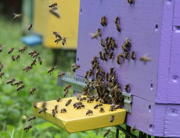 Фото 3. Чудо мазь с пчелиным воском для лечения суставов.Отзывы