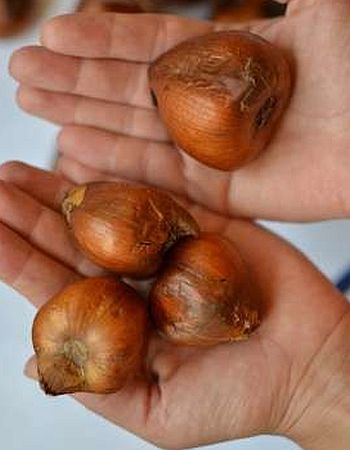 Фото 3. Крокус осенний - Колхикум - луковицы
