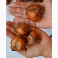Крокус осенний - Колхикум - луковицы