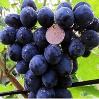 Купить виноград большим оптом