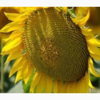 ППГермес Агро Югреалізує:насіння соняшника, кукурудзи