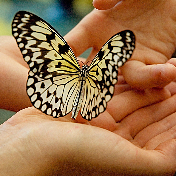 Фото 7. Живые бабочки подарить невесте, жене, любимой, девушке, дочери, подруге