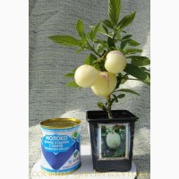 Продам Пепино (комнатное растение) и много других растений (опт от 1000 грн)