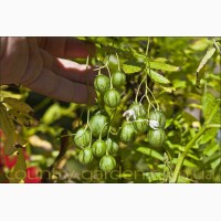 Продам Пепино (комнатное растение) и много других растений (опт от 1000 грн)