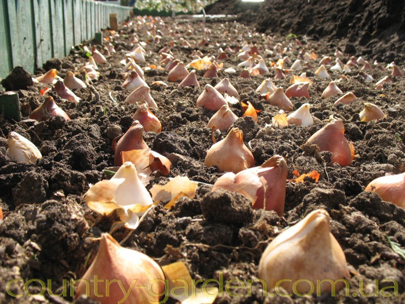 Продам луковицы Тюльпанов Ботанических и много других растений (опт от 1000 грн)