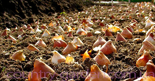 Фото 4. Продам луковицы Тюльпанов Ботанических и много других растений (опт от 1000 грн)