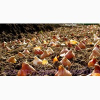 Продам луковицы Тюльпанов Ботанических и много других растений (опт от 1000 грн)