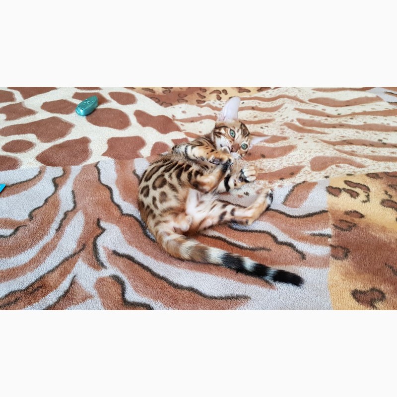 Фото 2/3. Купить бенгальского кота Одесса. Бенгальский котенок Одесса