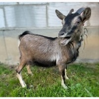 Камерунская коза в Украине продам