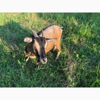 Камерунская коза в Украине продам