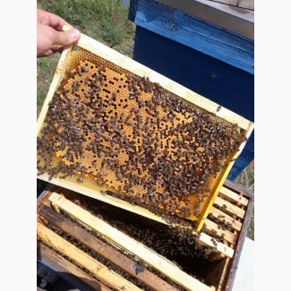Продам Бджолопакети порода – Карпатка