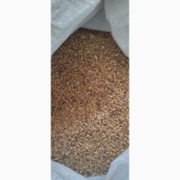 Продам пшениця (фуражна)