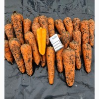 Продам крупную морковь (морковчу)