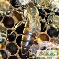 Пчеломатки, бджоломатки Карника