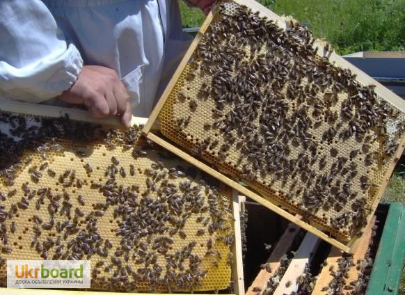 Фото 3. Пчеломатки, бджоломатки Карника