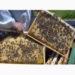 Пчеломатки, бджоломатки Карника