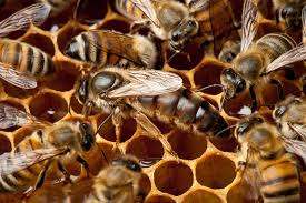 Фото 4. Пчеломатки, бджоломатки Карника