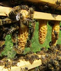 Фото 5. Пчеломатки, бджоломатки Карника