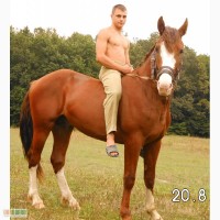 Продам молодого жеребця Торійської породи 2 роки спокійний знаходиця в смт Білогір'я