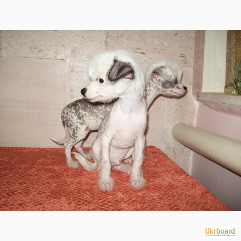 Фото 10. Продаю щенков Китайской Хохлатой без родословной