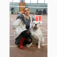 Продаются щенки американского бульдога дата рождения 21 декабря 2017г, Одесса