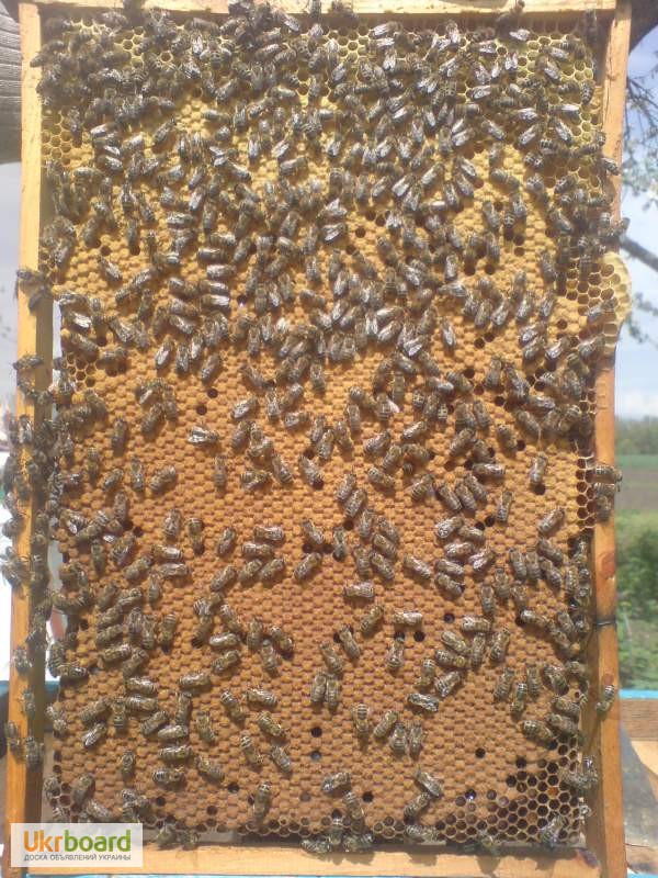 Продам бджолопакети 4 рр. кінець квітня Ціна договірна
