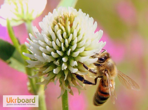 Фото 2. Продам бджолопакети 4 рр. кінець квітня Ціна договірна