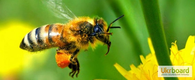 Фото 3. Продам бджолопакети 4 рр. кінець квітня Ціна договірна