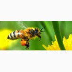 Продам бджолопакети 4 рр. кінець квітня Ціна договірна