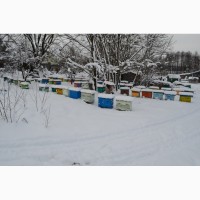 Плідні бджоломатки Українська Степова