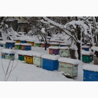 Плідні бджоломатки Українська Степова