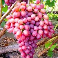 Купить виноград, выгодное предложение