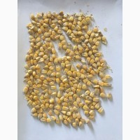 ФГ продає гуртом продовольче зерно кукурудзи вiд виробника з господарства