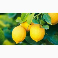 Продажа цитрусовых оптом: лимон