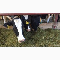 БМВД 20% для корів, телят, бичків, дійних і сухостійних корів