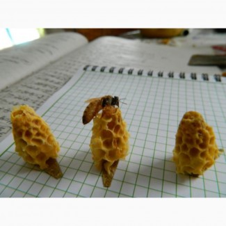 Неплодные пчеломатки (Неплідні бджоломатки)