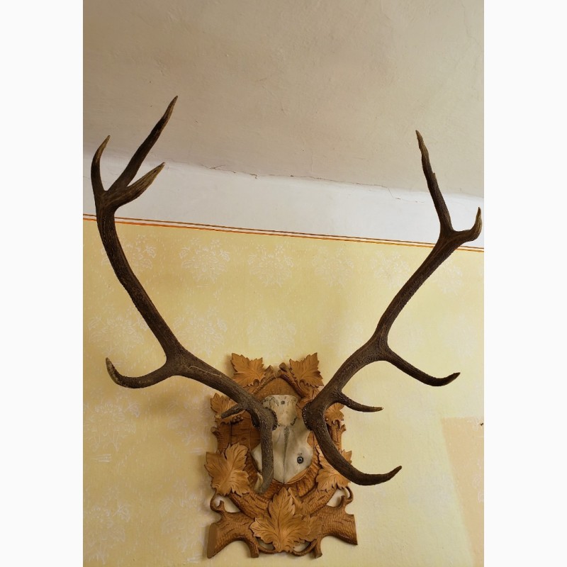 Продам трофейні роги оленя (дві пари) з черепом на декоративній підставці