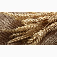 Закупаем пшеницу 2-4 класс возможен самовывоз