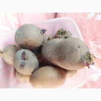 Продам семенной картофель ривьера