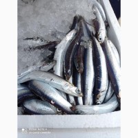 Продам морепродукты из Греции