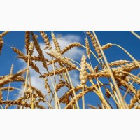 Озима пшениця Балетка від RAGT