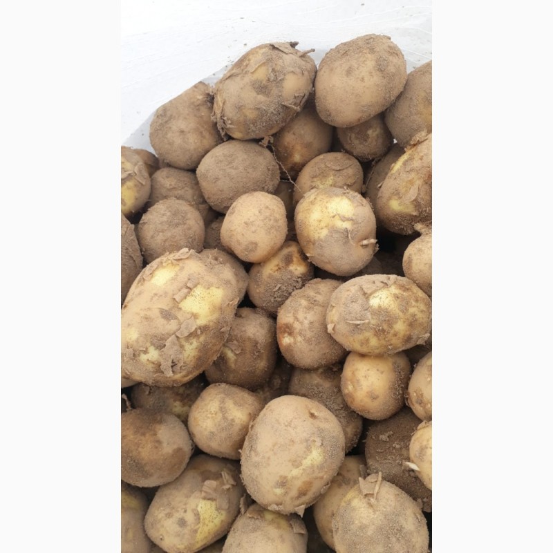 Фото 2. Импорт из Румынии капуста молодая, картофель, огурец