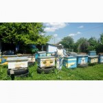 Продам крепкие пчелосемьи