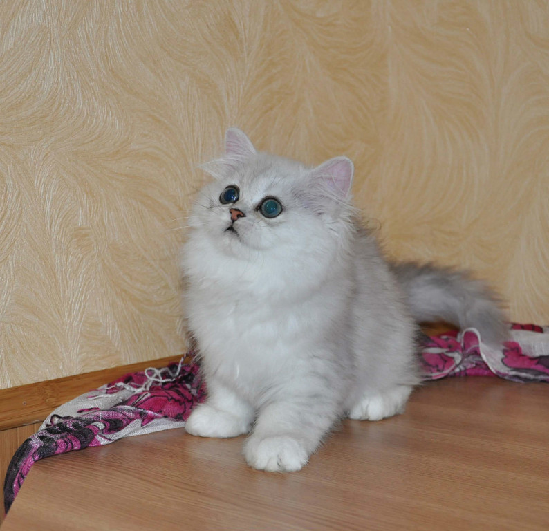 Фото 2. Персидськи кошенята