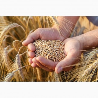 Продам пшеницю фураж Полтавська область