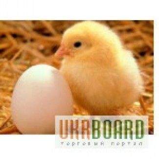 Продам яйцо инкубационное породы Адлер серебристый